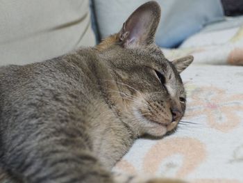 Close-up of cat sleeping