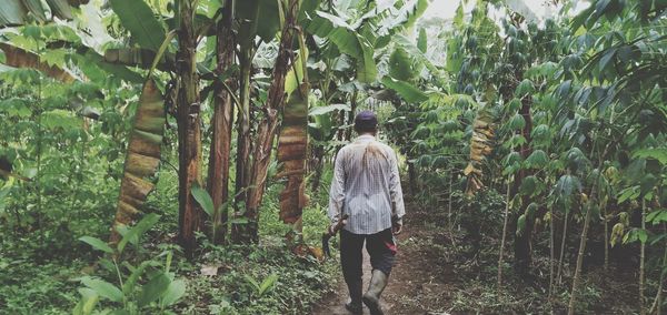 A farmer walks into the fields to cultivate crops