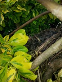 Close-up of lizard on tree