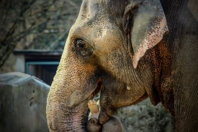 Close-up of elephant