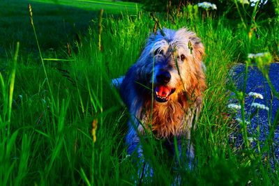 Dog in a field