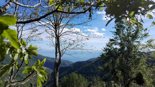 Low angle view of tree against sky