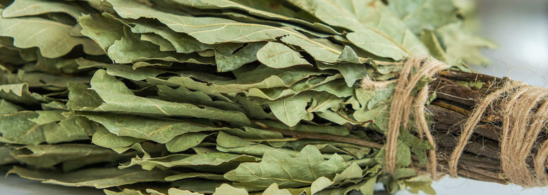 Close-up of fresh green leaves