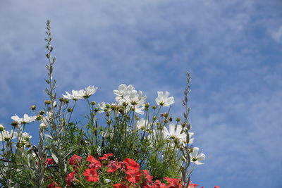 Close-up of fresh flowers blooming against sky