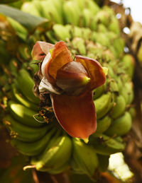 Close-up of fruit growing on tree