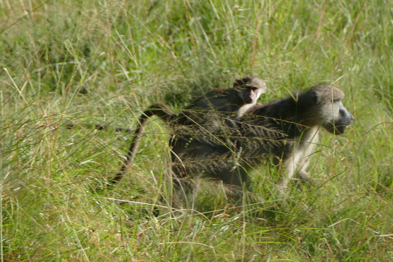 VIEW OF TWO BIRDS ON GRASS