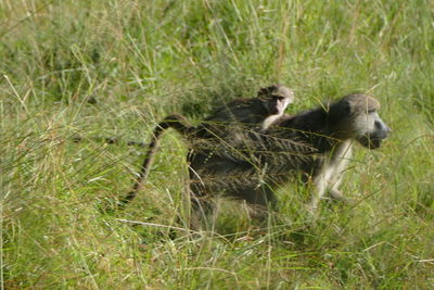 Sheep in a field