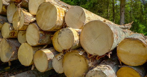 Stack of logs in forest