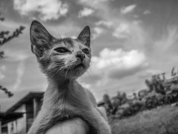 Close-up of a cat looking away