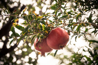 Close-up of fruits on branch