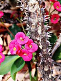 Close-up of pink flowers on tree