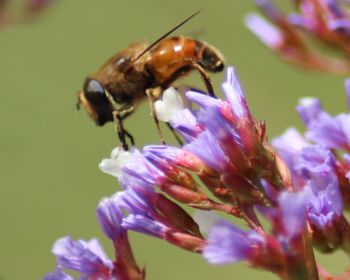 Close-up of insect on flower