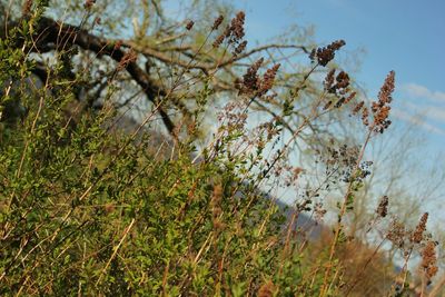 Close-up of fresh green plants against sky