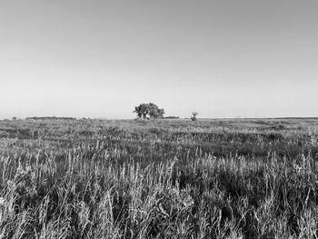 Scenic view of field against clear sky