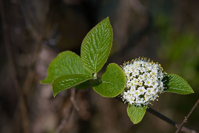 Close-up of green flowering plant