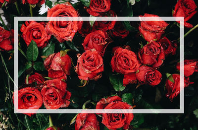 Close-up of red roses