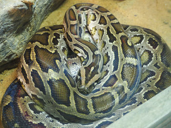 Close-up of snake