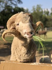 Close-up sheep