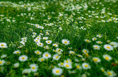 Close-up of flowers growing in field