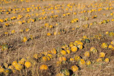 Yellow flowers growing on field