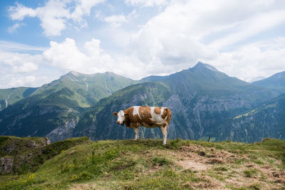 View of a horse on field against mountain range