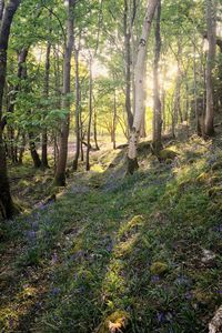 Trees in forest