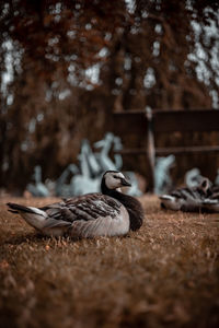 Close-up of a bird on field