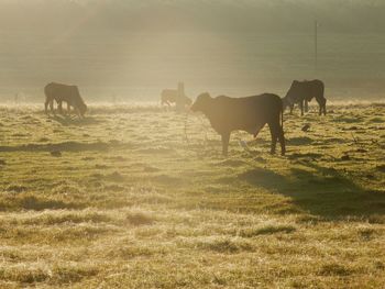 Cows grazing in a field