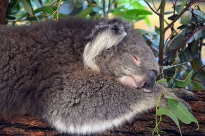 Close-up of koala on plants