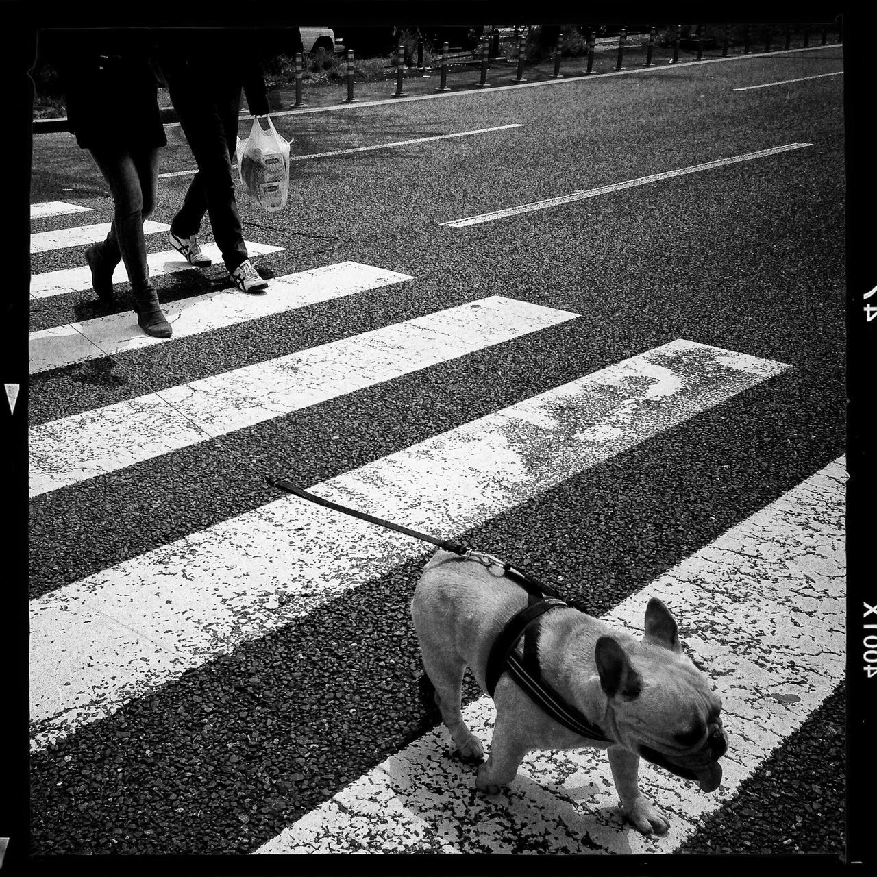 men, street, low section, walking, lifestyles, transfer print, road marking, shadow, person, road, sunlight, zebra crossing, rear view, standing, leisure activity, transportation