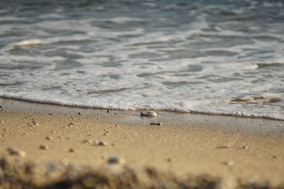 High angle view of crab on beach