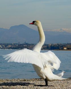 Swan in a lake