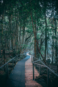 Empty footpath amidst trees in forest