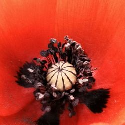 High angle view of butterfly on red flower