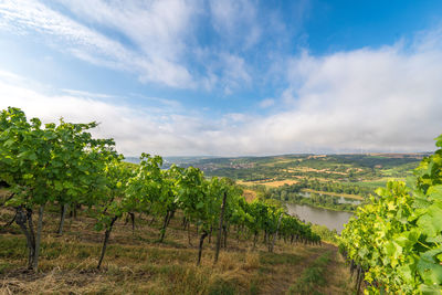 Scenic view of vineyard against sky