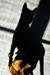 Shadow of person on wall