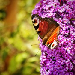 Close-up of butterfly pollinating flower