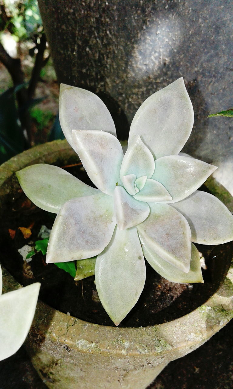 CLOSE-UP VIEW OF FLOWER