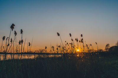 Silhouette plants on field against sky during sunset