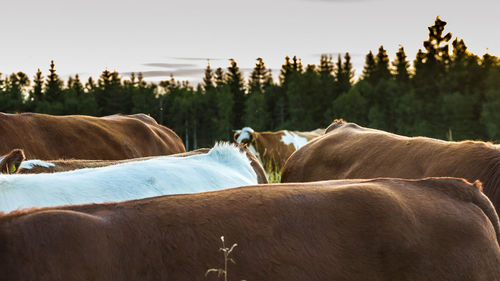 Cropped image of cows on field