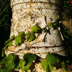 Close-up of plant