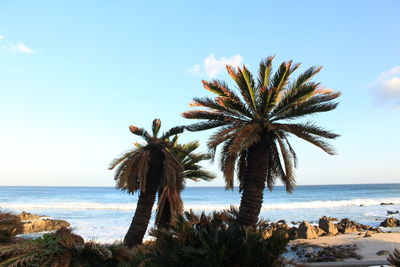 Palm trees on beach against sky