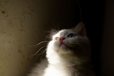 Close-up portrait of a cat