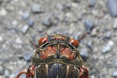 Close-up of insect on land