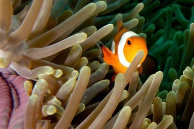 Close-up of fish in sea