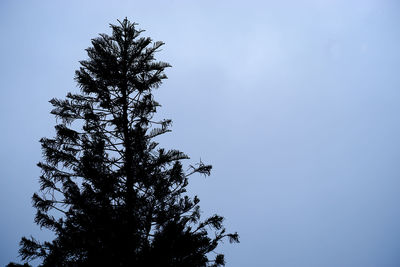 Low angle view of tree