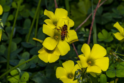 Bee on yellow flower