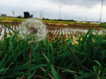 Close-up of dandelion growing in field