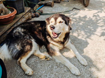 High angle portrait of a dog