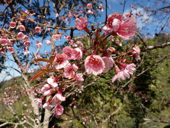 Close-up of pink flowers on tree